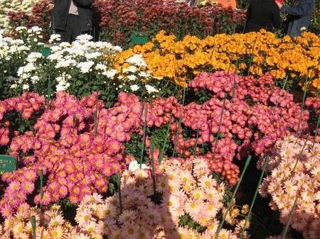 Хризантеми -- діти осені (с) не я 