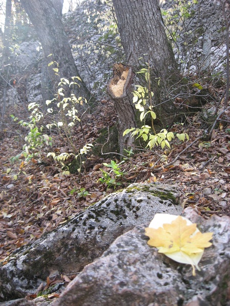 та сама неймовірна осінь, за якою варто їхати